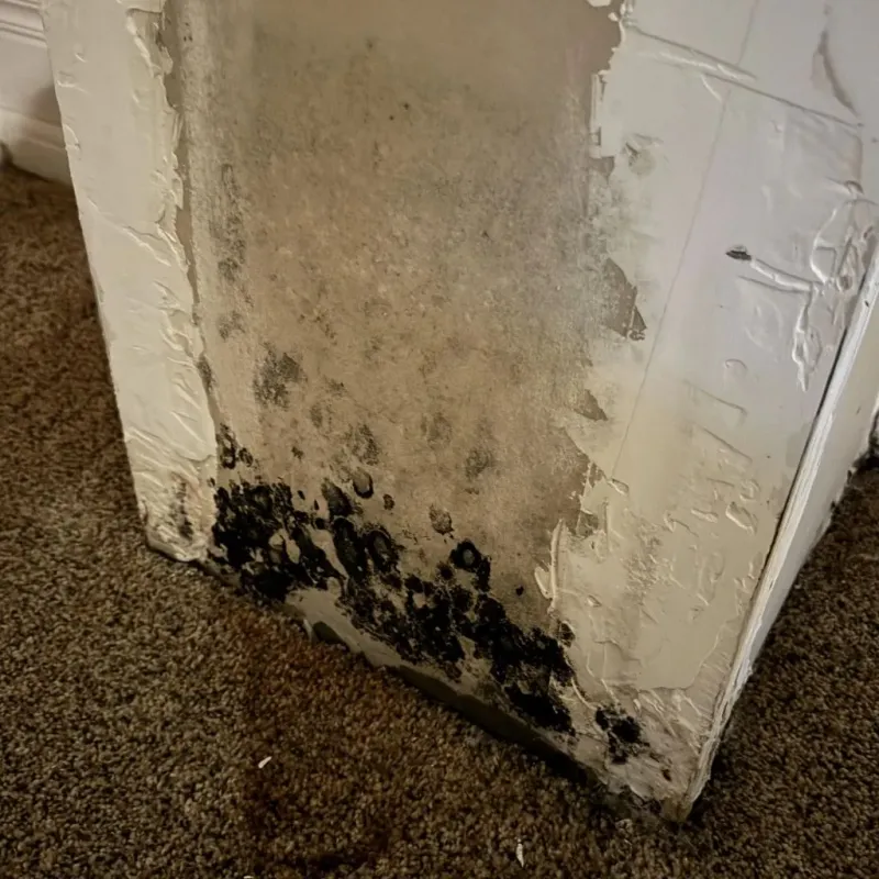 Professional Mold Removal in Sugar Land, TX